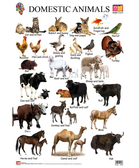 What Kingdom Are Domesticated Farm Animals In